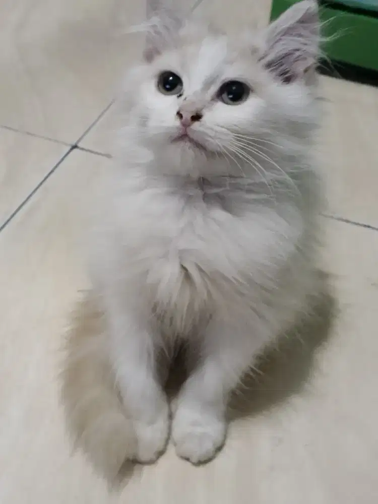 Kucing kitten persia