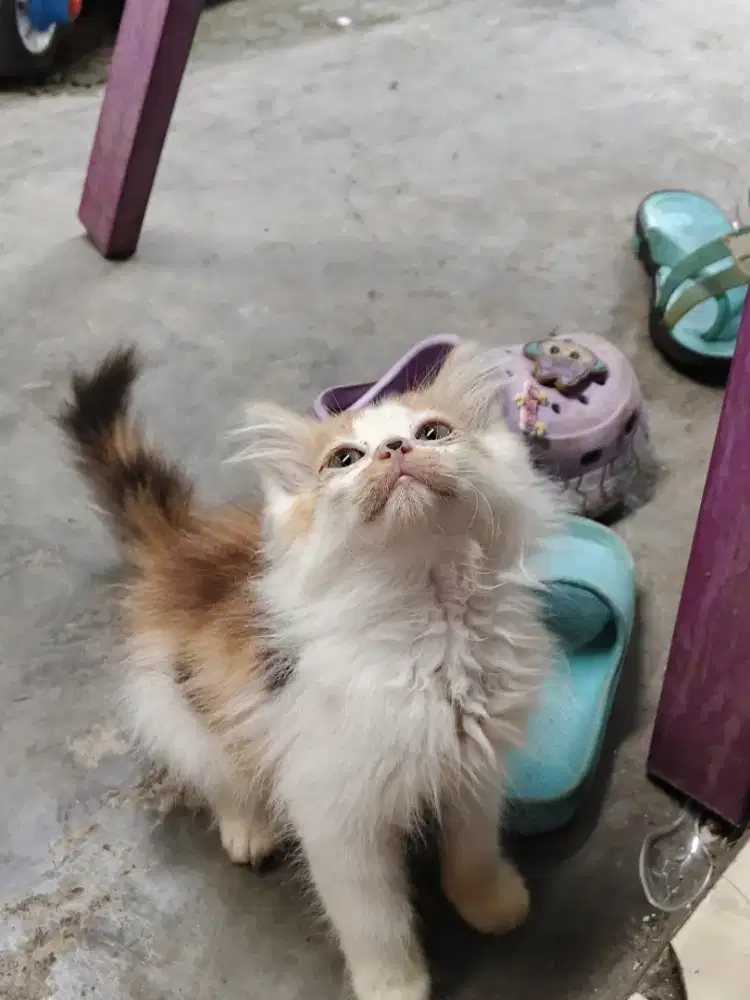 Kucing kitten persia