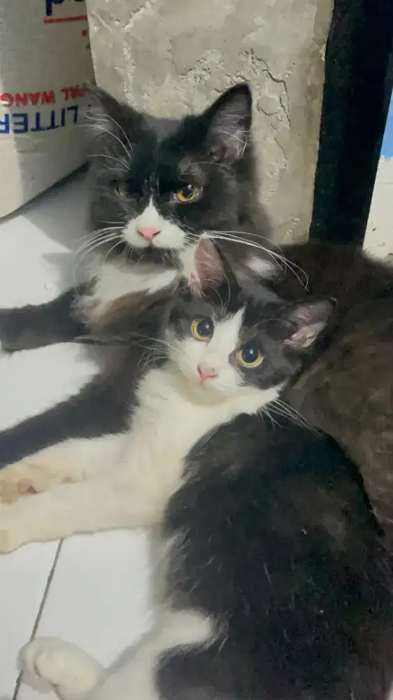 Kucing ragdoll x persia