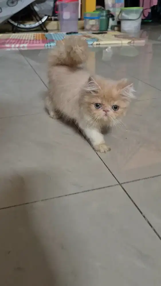 Kucing persia jantan