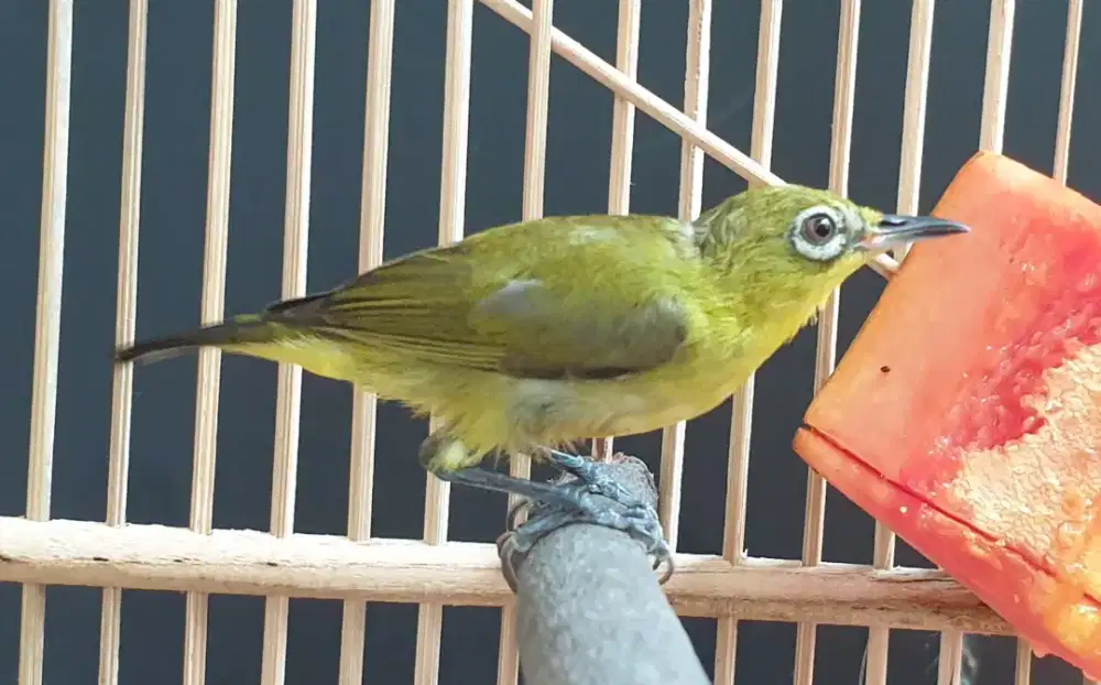 Pl3c1 d4kun jawa masih bahan