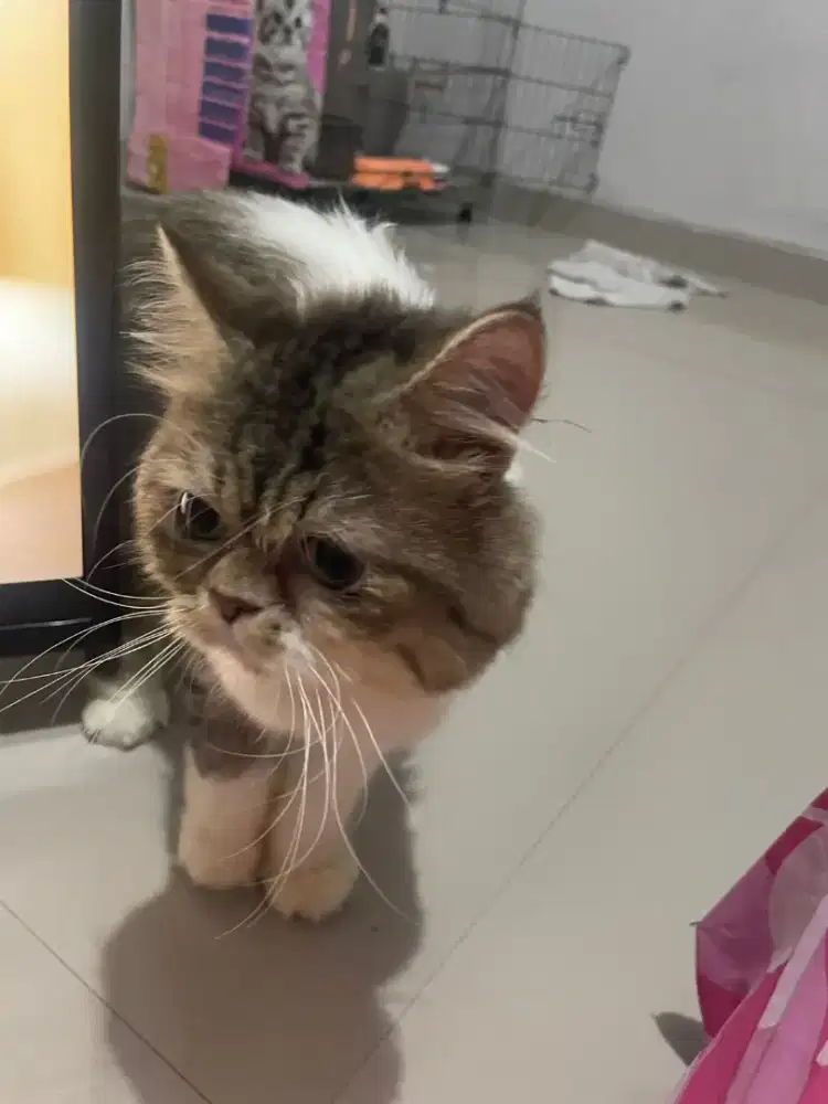 Kucing jinak free kandang meo persia kirim/cod nt peaknose munchkin