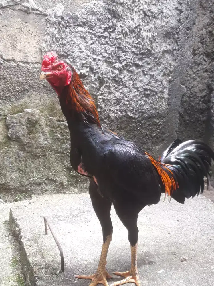 Ayam bangkok adu sangar istimewa