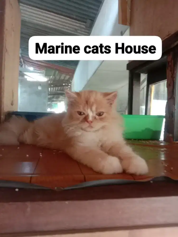 Kitten Persia flat extreem LH