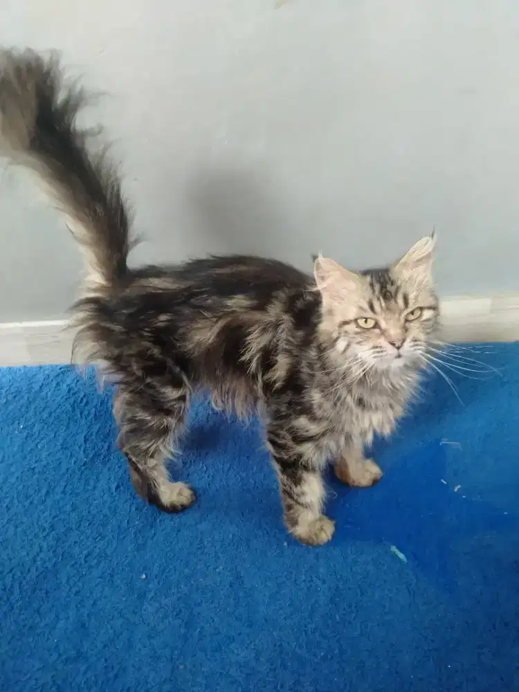 Edisi Ganti pakan Kucing Persia betina long hair bulu kapas