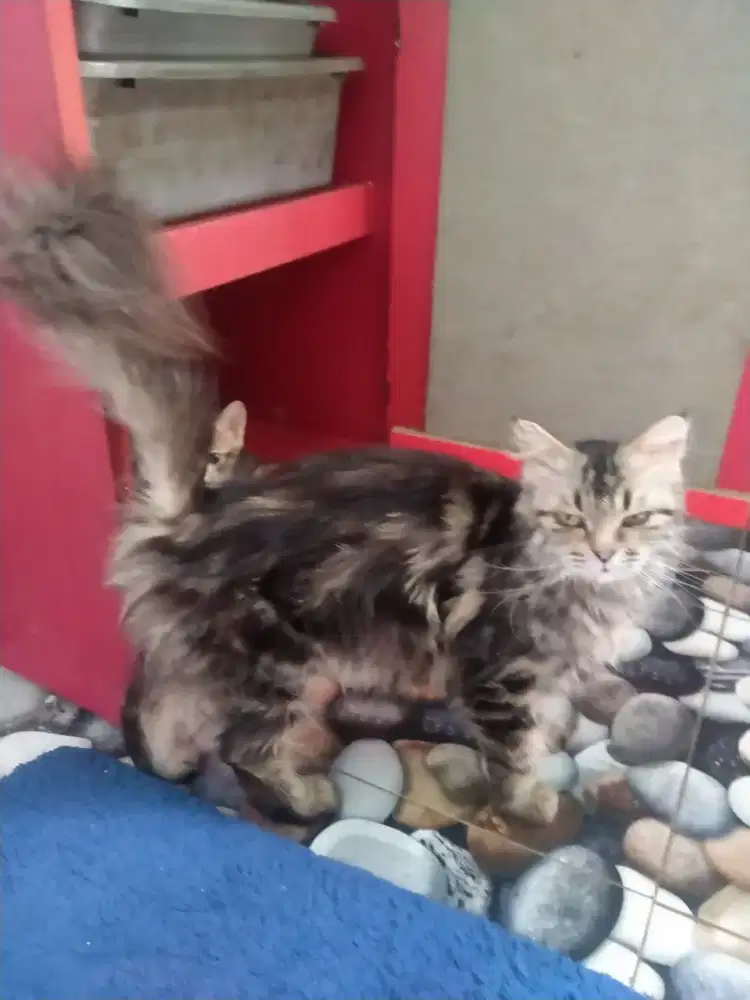 Kucing persia betina longhair bulu kapas 350k