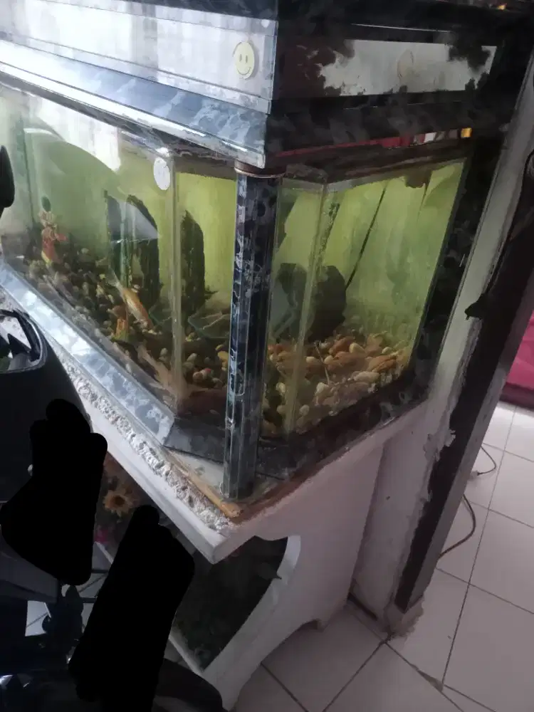 Akuarium full set isi & meja cor