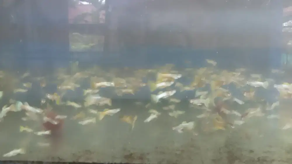 Ikan guppy black moscow dan pingiu..