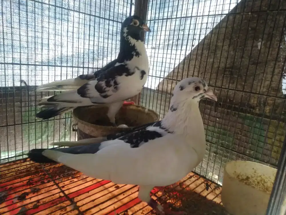 Sepasang merpati pos