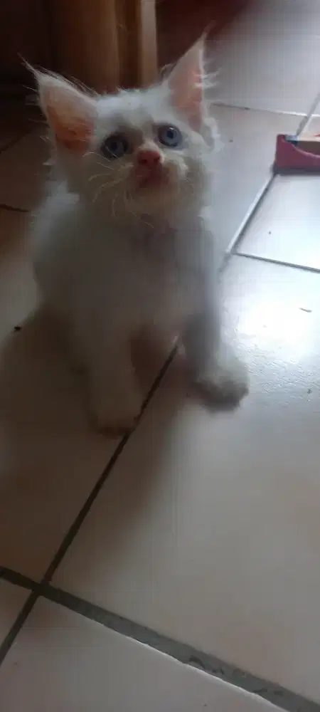 KITTEN BETINA PERSIA MEDIUM