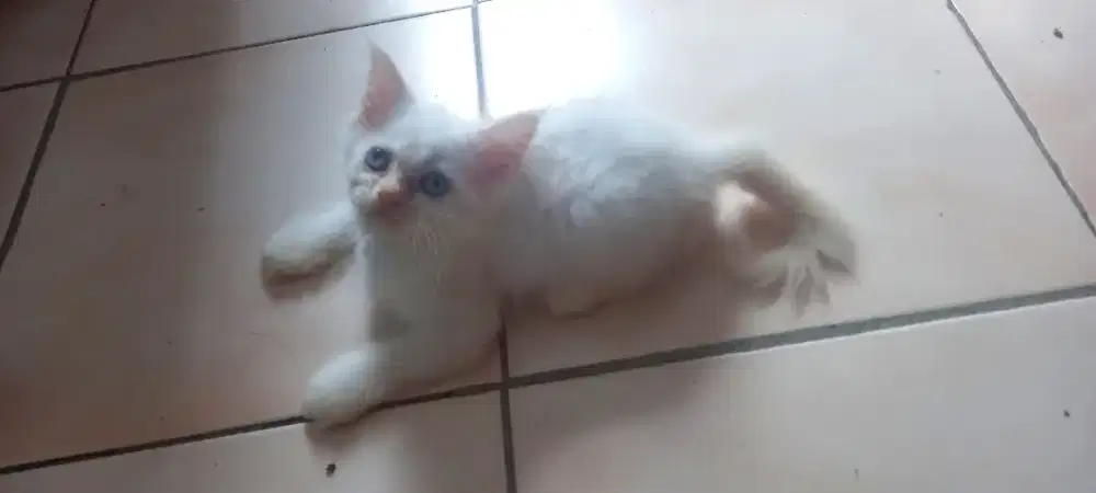 KITTEN BETINA PERSIA MEDIUM