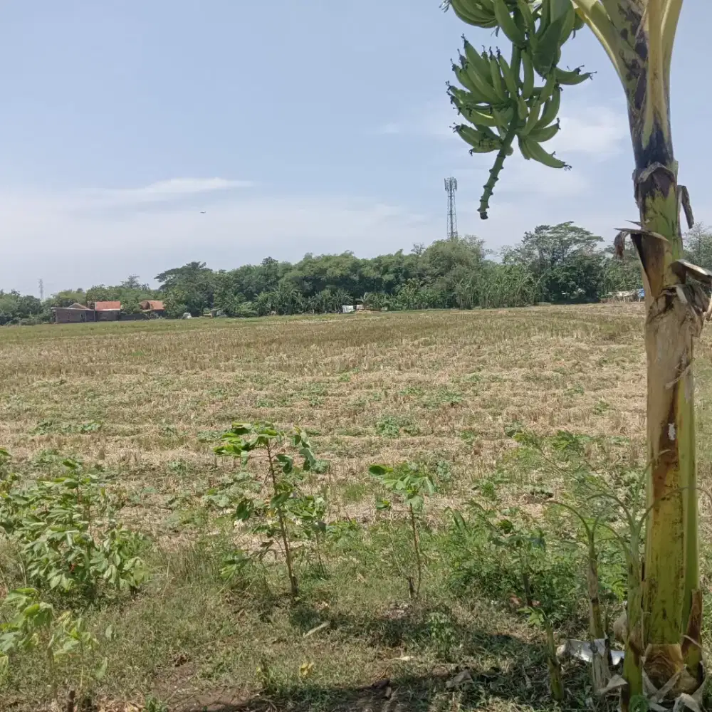 Jual cepat tanah / sawah