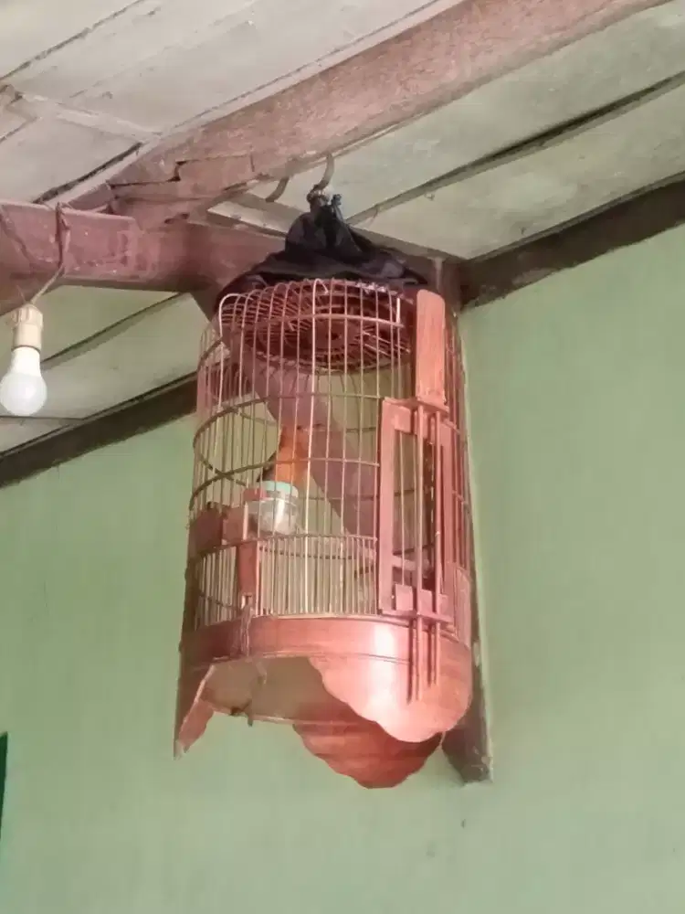 Anis merah ngriwik ngeplong mulus