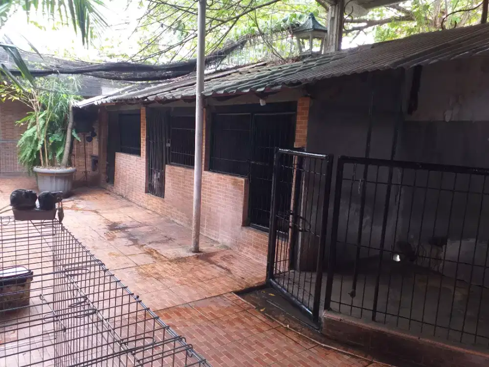 Penitipan anjing nuansa asri di Bintaro Jakarta Selatan