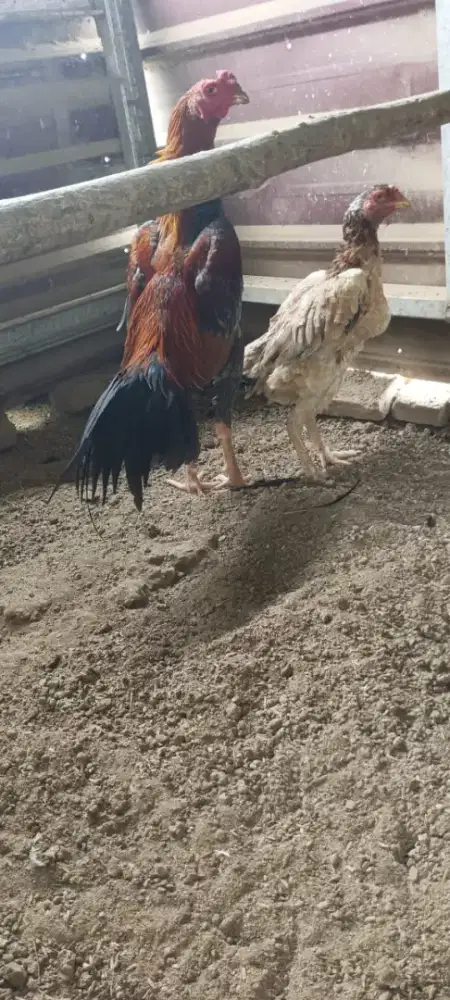 Jual sepasang Ayam Bangkok