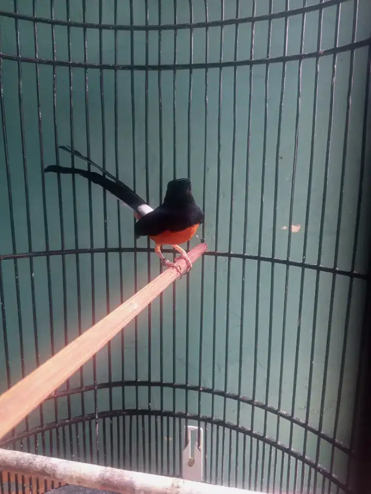 Murai batu Medan gacor nonminus