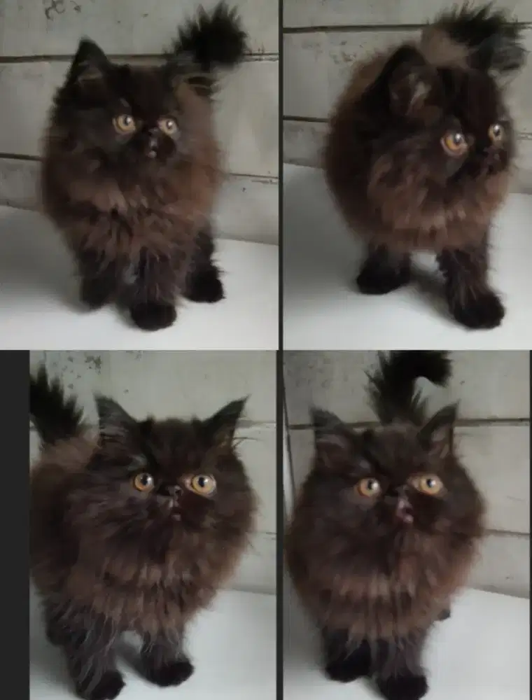 Kucing Persia Peaknose Betina Bkack