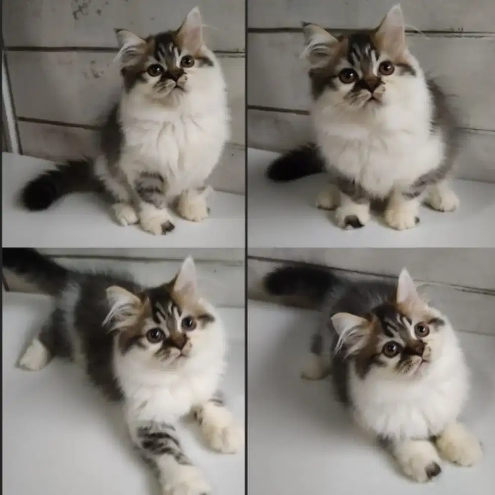 Kucing Persia Flatnose Abu Putih Tabby Gembul