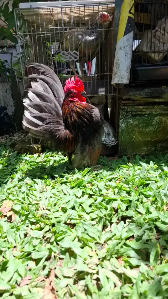 Ayam serama asli
