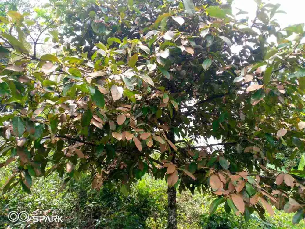 tanah berbentuk kebun