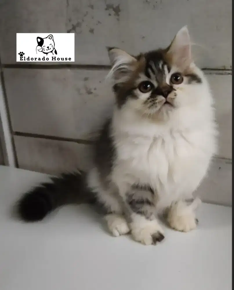 Kitten Persia Flatnose Jantan Abu Putih Tabby