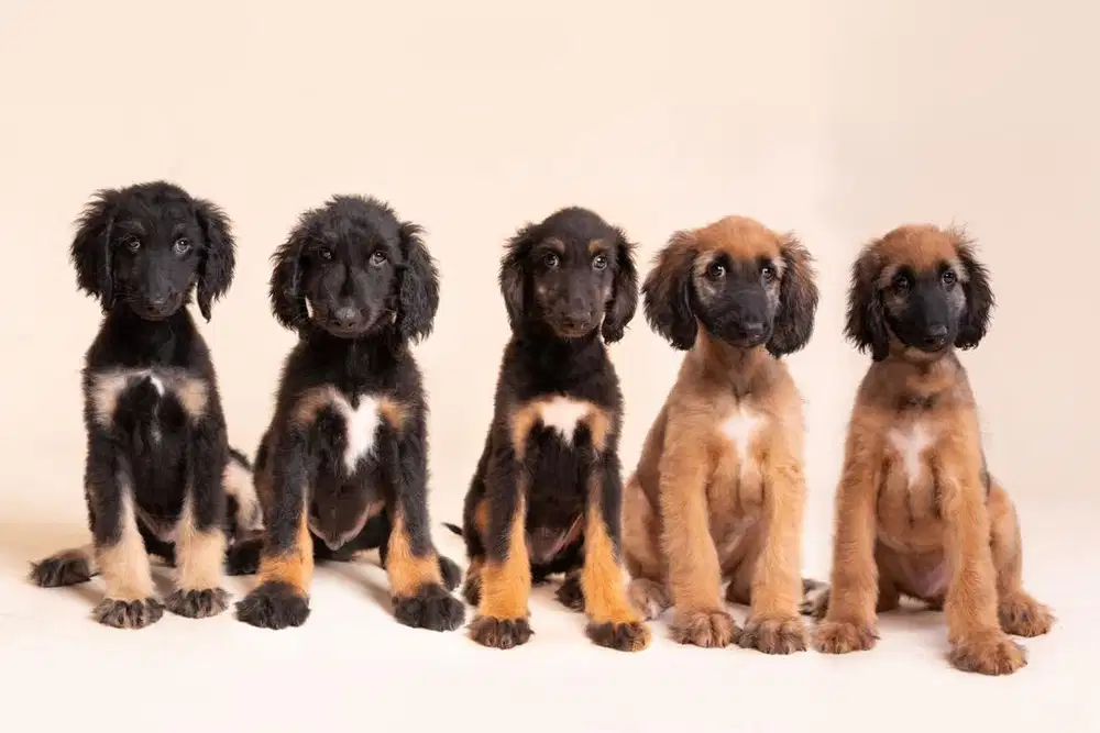 Dijual Afghan Hound puppies