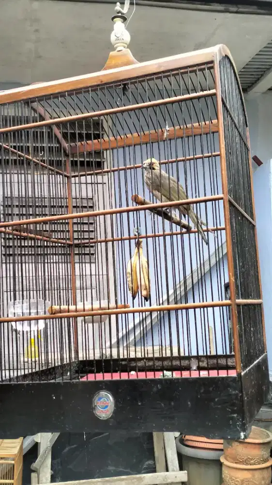 Cucak Rowo muda hutan