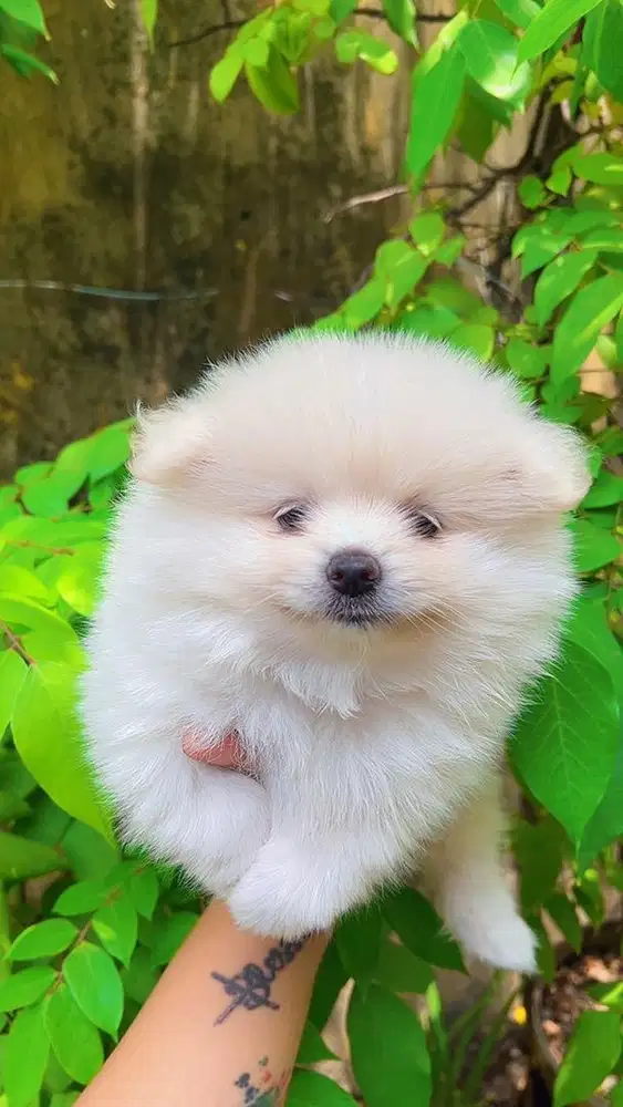 Minipom betina stb vaksin