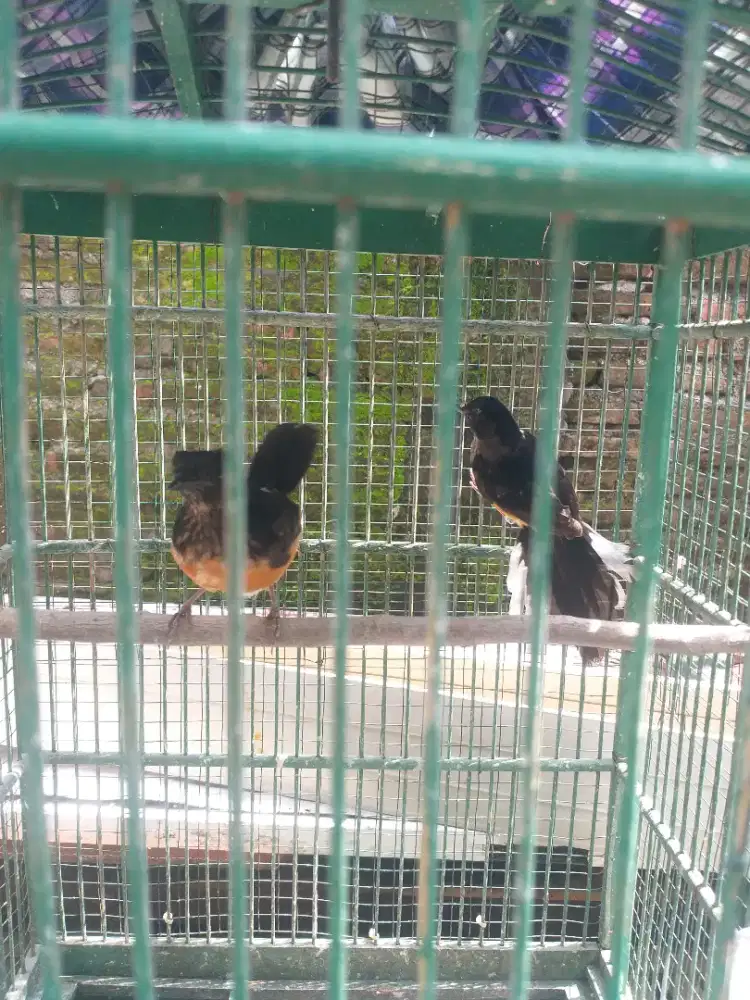 Trotolan murai sepasang