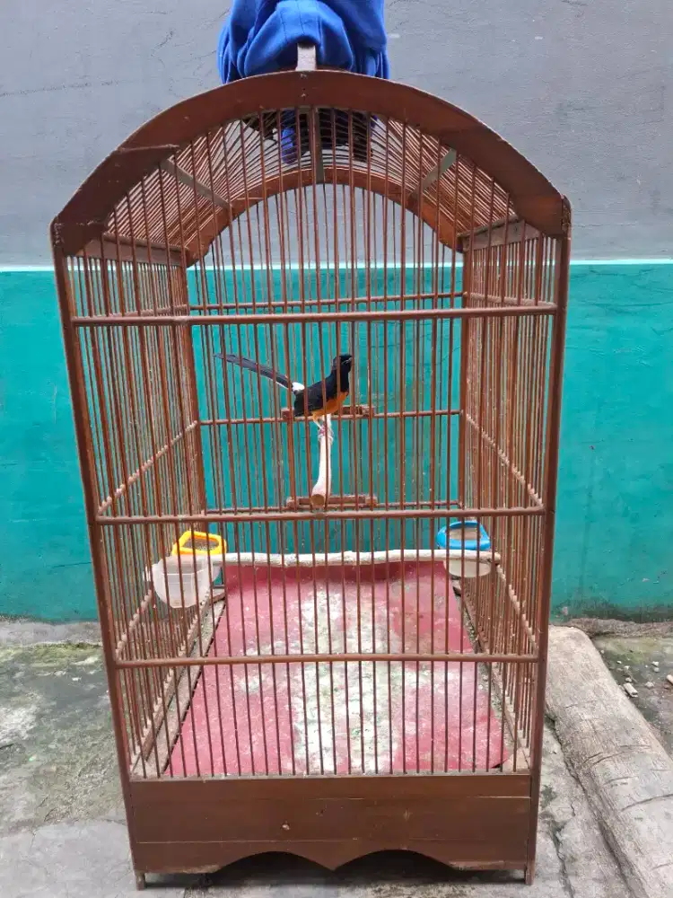 Burung Murai Pastol Gacor Lokasi Margonda Depok