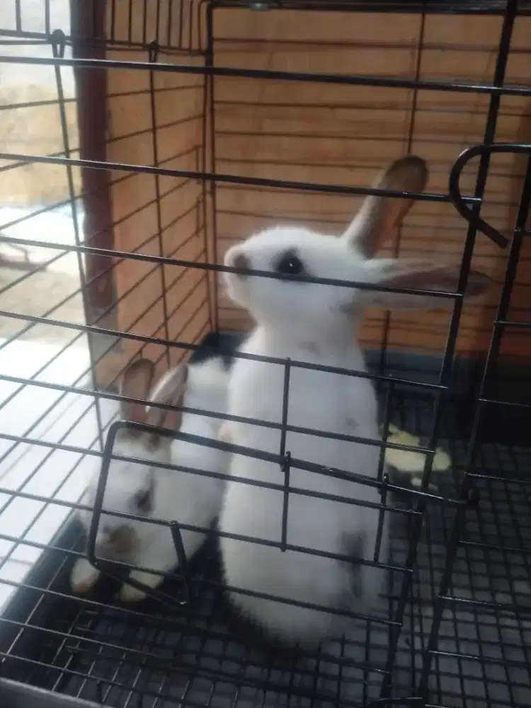 Kelinci hias Rex mix harga 2 ekor