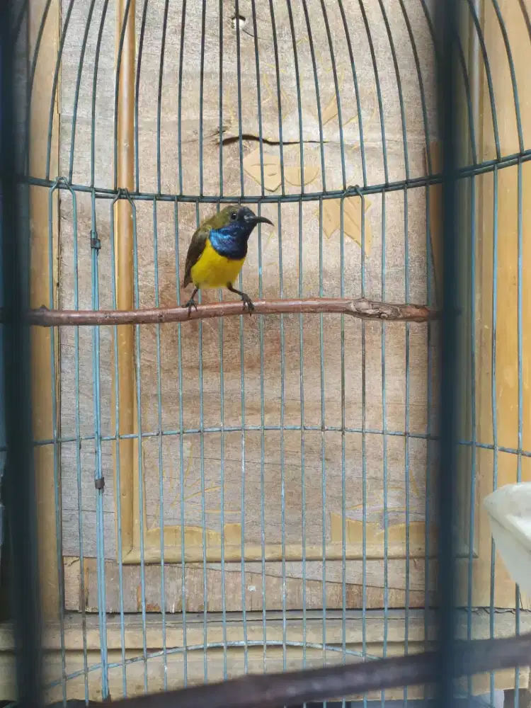 Sogon gacor + kandang