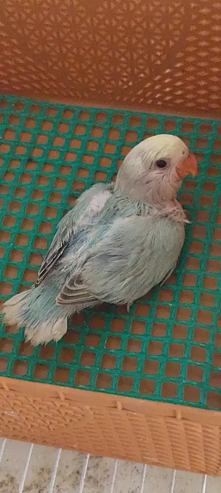 Lovebird jinak non klep respon spet