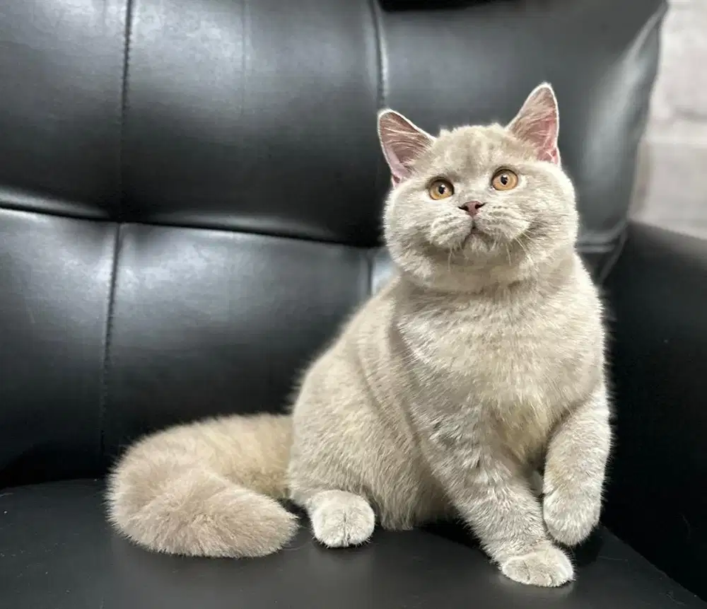 British shorthair bsh lilac solid KCH