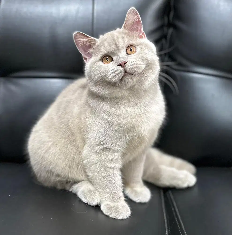 British shorthair bsh lilac solid KCH