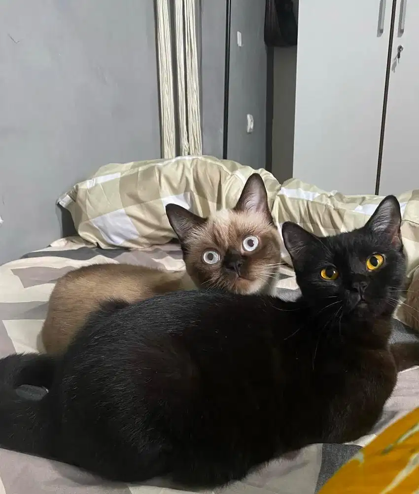 Lepas Adopt 2 Kucing Birman mix BSH