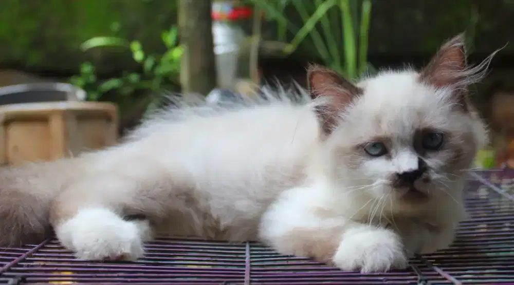 Kucing ragdoll himalaya persia betina