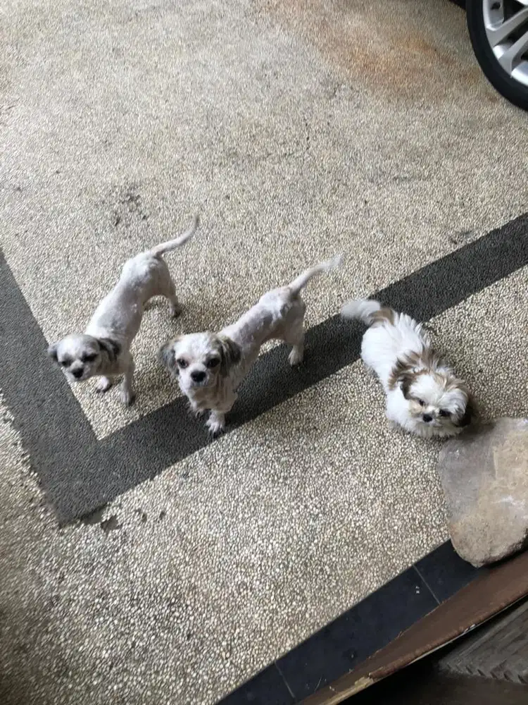 Shihtzu shih tzu shitsu