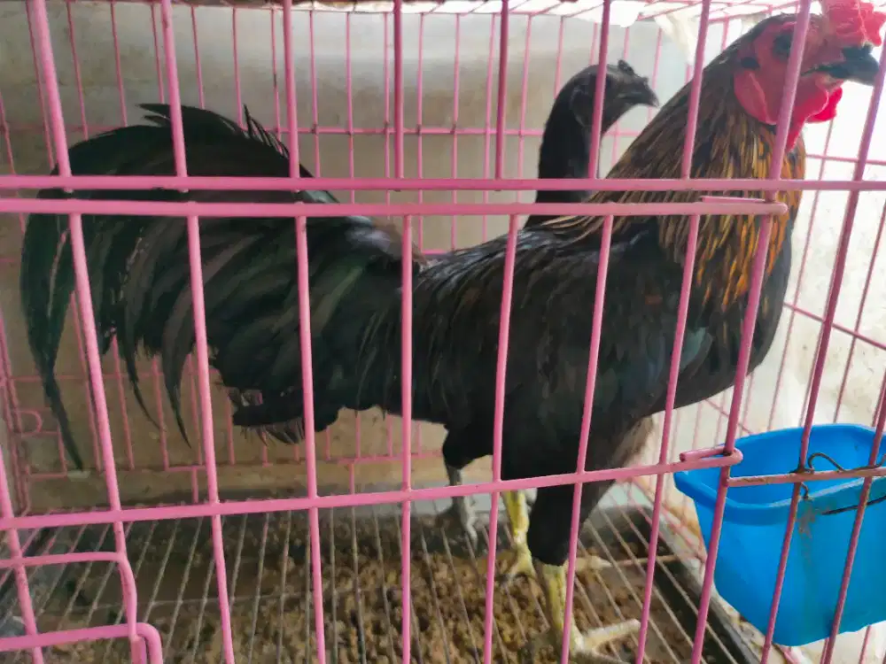 Ayam kampung sepasang ada keturunan ayam cemani