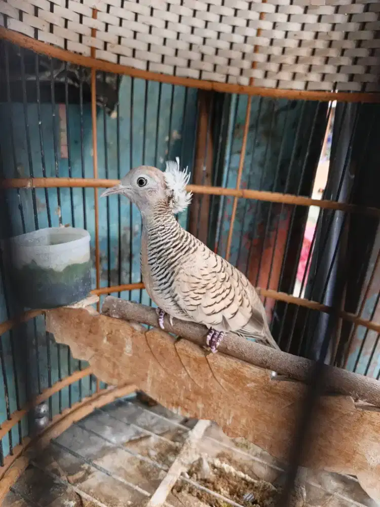 Perkutut silver songgol ratu