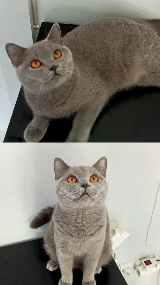BSH FEMALE PEDIGREE
