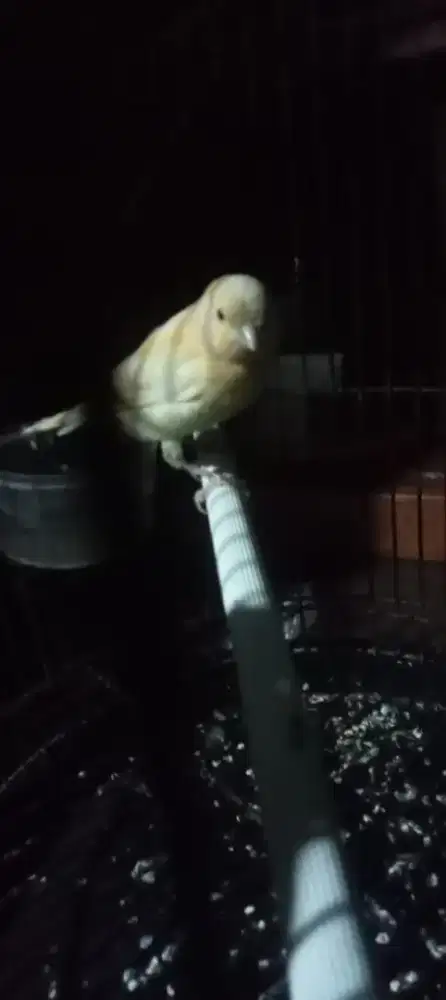 Kenari paud ngiriwik bade galecok