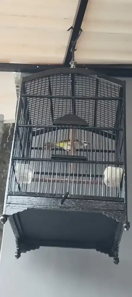 Burung Trucuk plus kandang