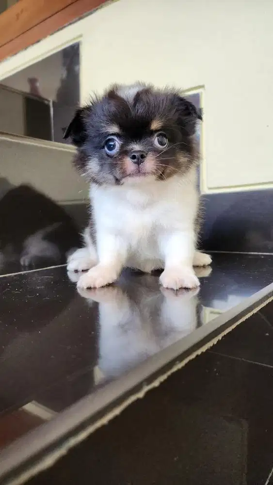 chihuahua poket size