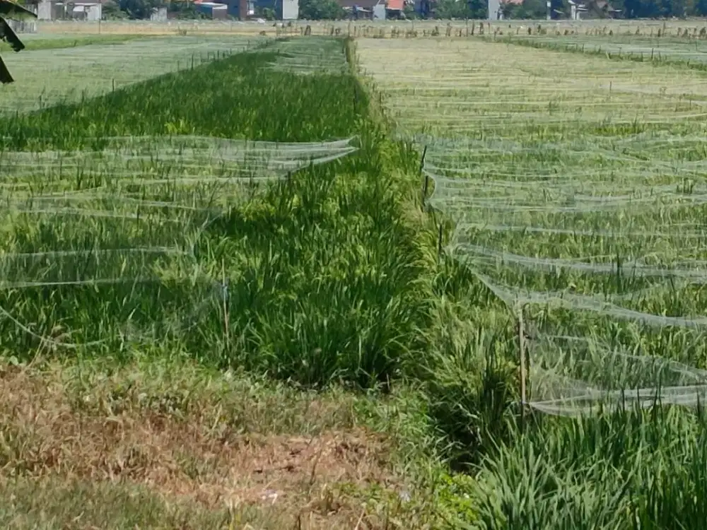 Dijual Tanah SHM di Raya Legundi, Jrebeng, Krian, dekat Taman, Bypass, Mojokerto