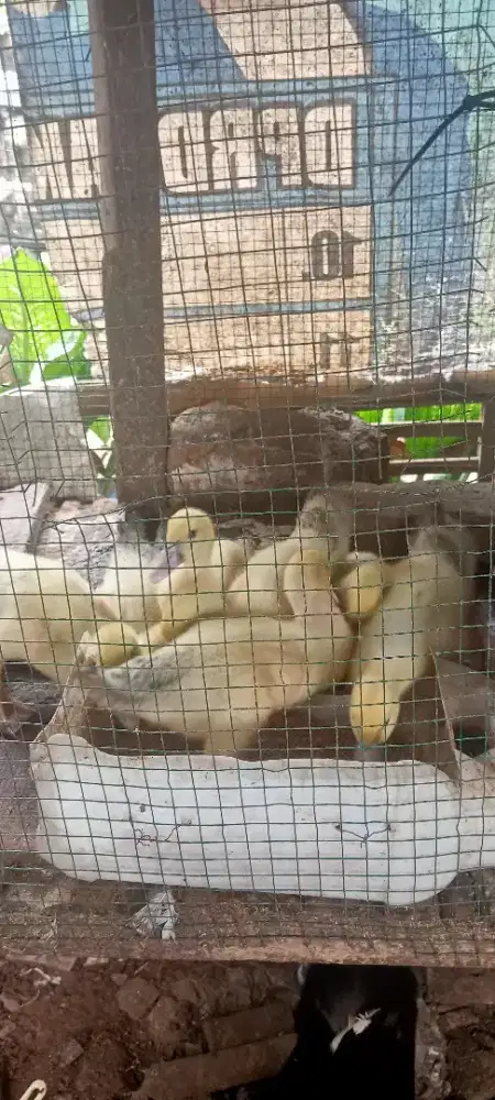 Jual anakan entok jaligon umur 3 Minggu