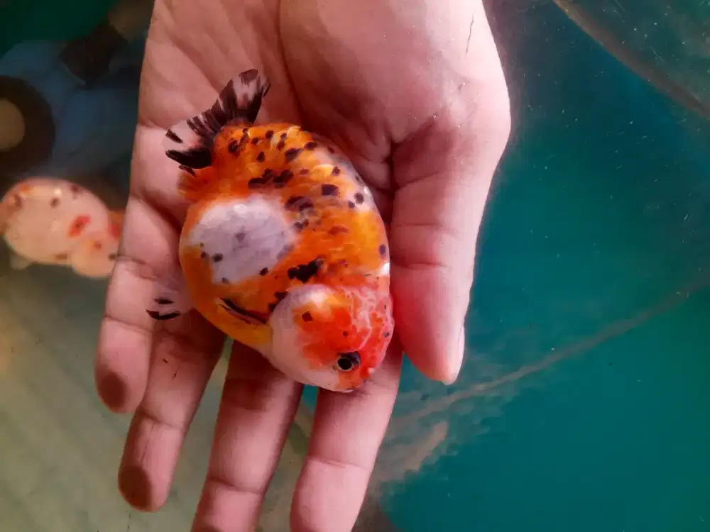Ranchu tiny tail rancu