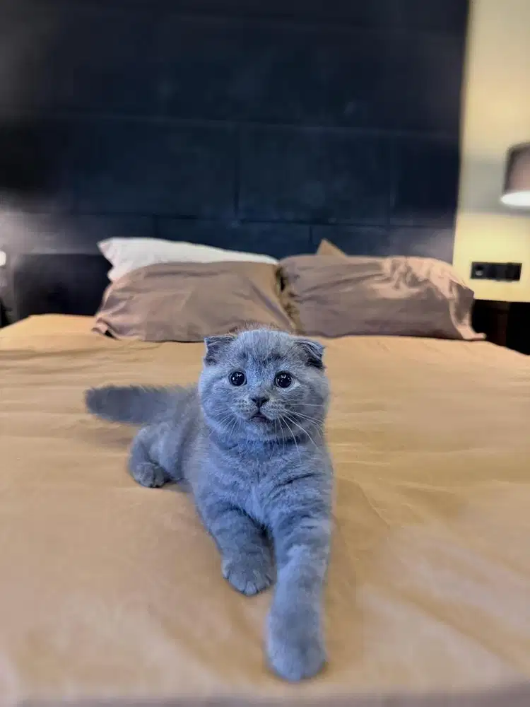 Kucing Scottish Fold MALE FEMALE SF BSH