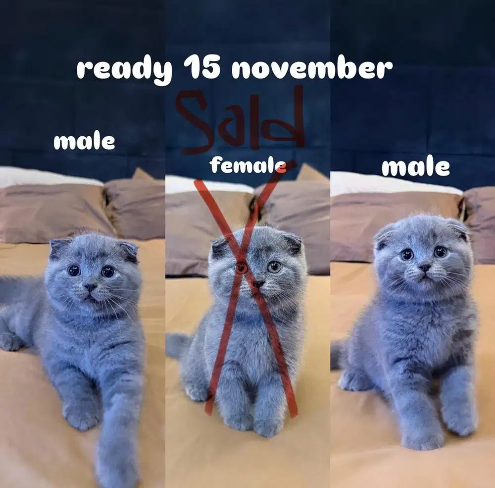 Kucing Scottish Fold MALE FEMALE SF BSH