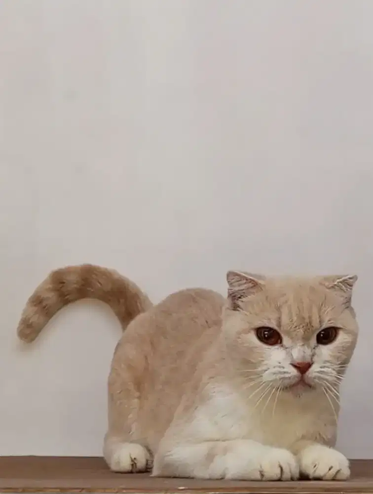Scottish single fold